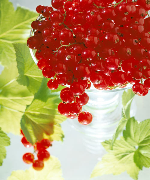 Redcurrants & leaves, 1996 (colour photo)  von Norman  Hollands