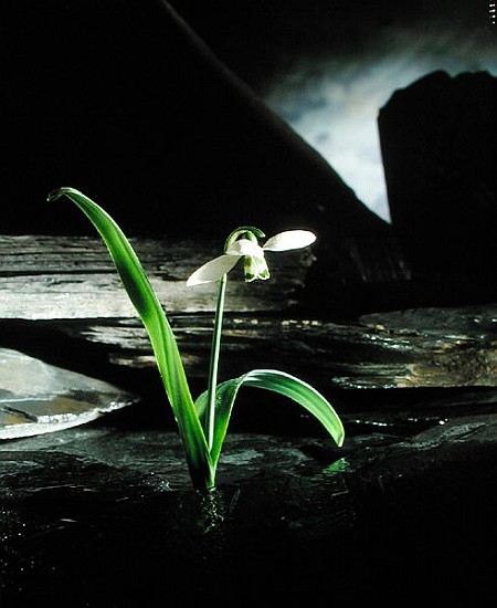 Snowdrop / Slate, 1995 (colour photo)  von Norman  Hollands