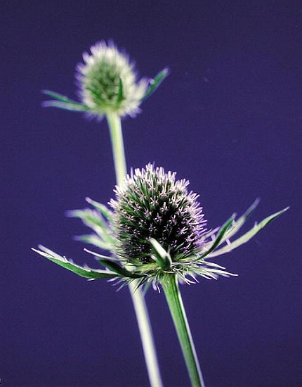 Thistles, 1996 (colour photo)  von Norman  Hollands