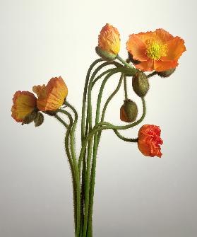 Bendy Poppies