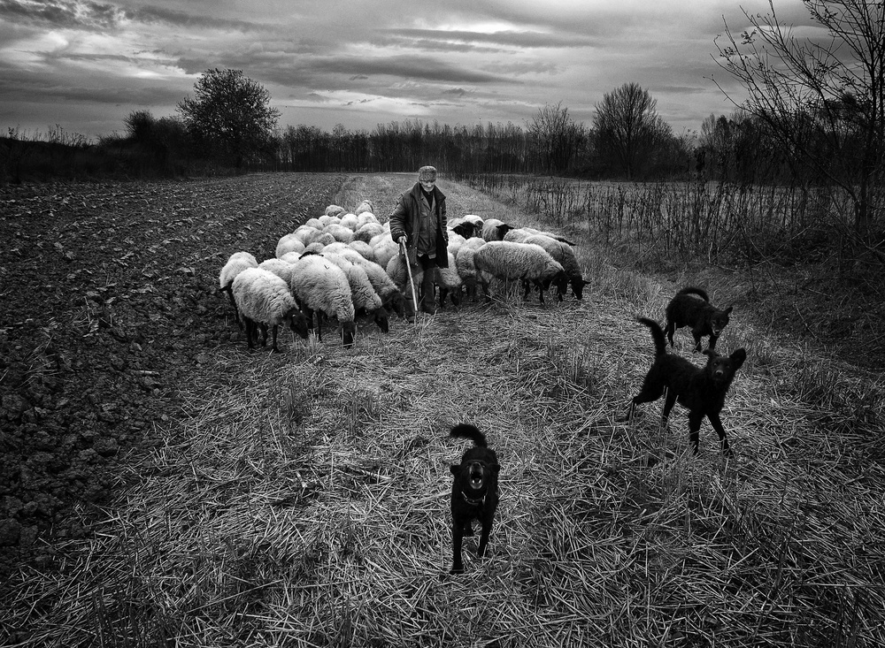 untitledl von Novica Stankovic