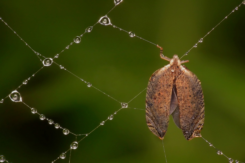 trapped von Novrianto Irmawan