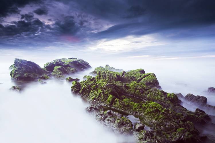 Green Loneliness von Nuno Araujo