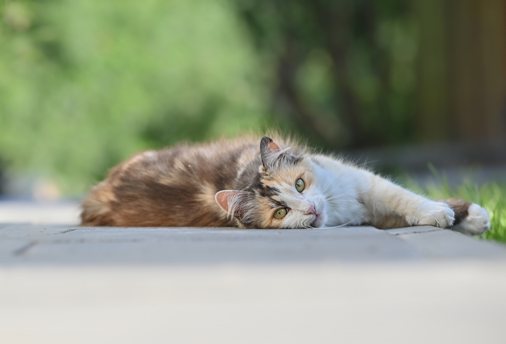 Maya von Oana Vasileniuc