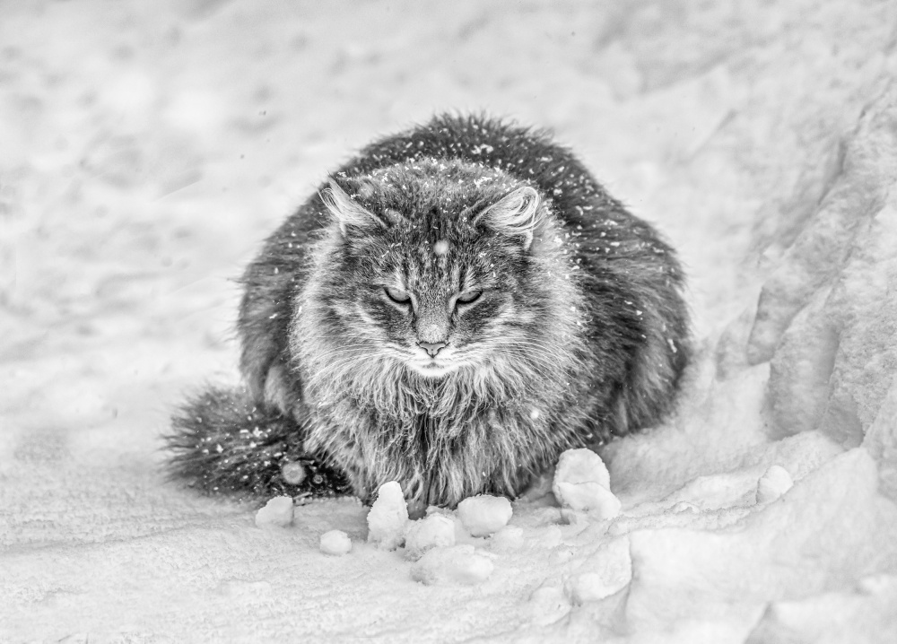 Molly in the snow von Oana Vasileniuc