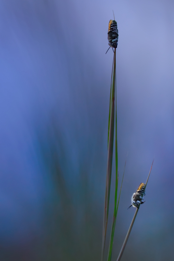 Dream in Blue von Oddfeel