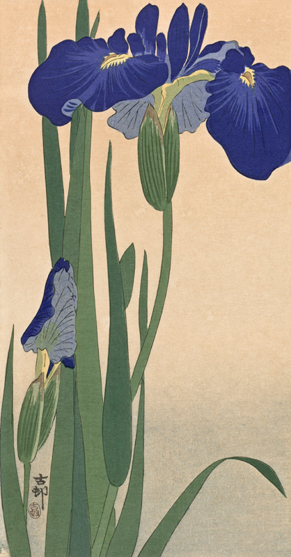 Blaue Lilien von Ohara Shôson
