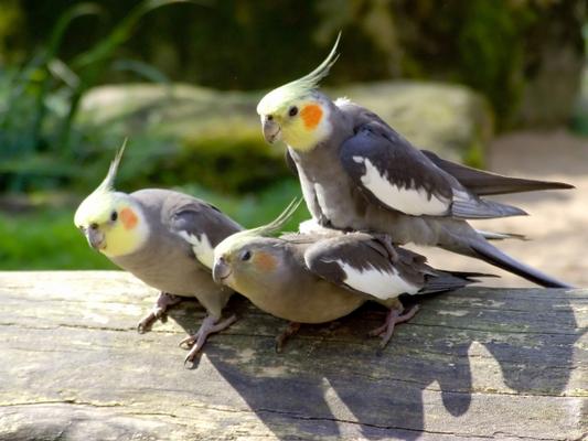 ohne worte von Oliver Peter