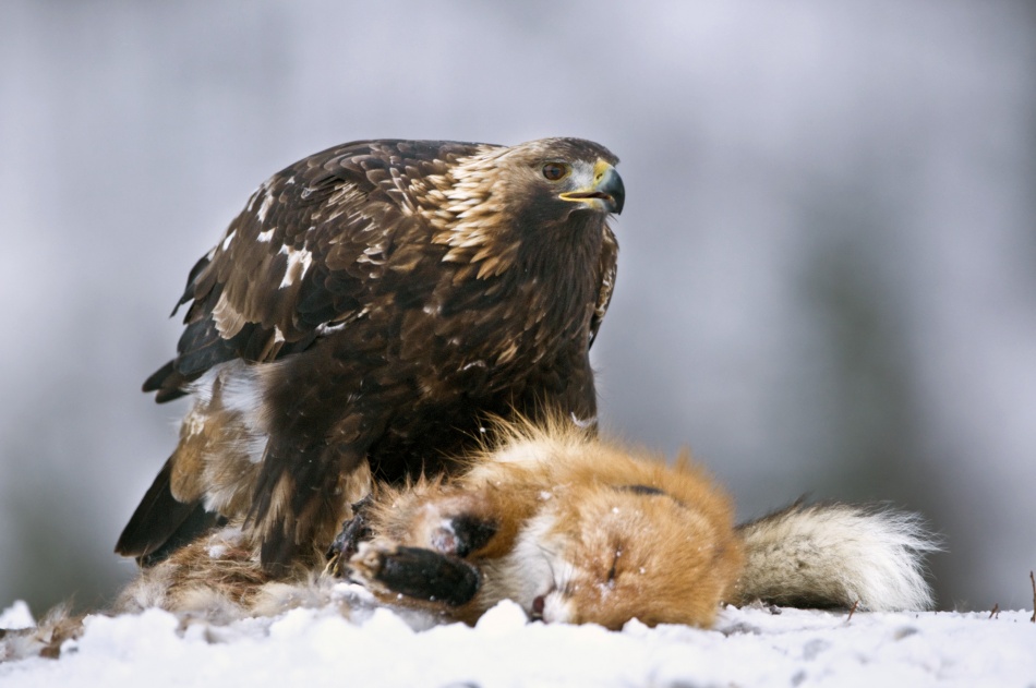 Preying von Olof Petterson