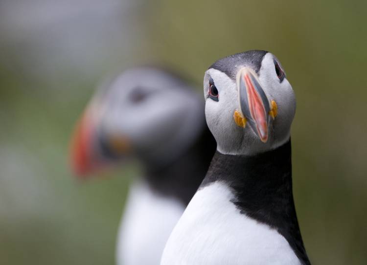 Posing Puffin von Olof Petterson