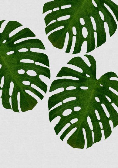 Monstera Leaf III