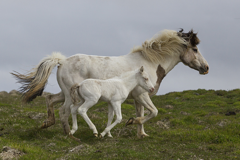 Mother´s Running Lesson von Þorsteinn H. Ingibergsson