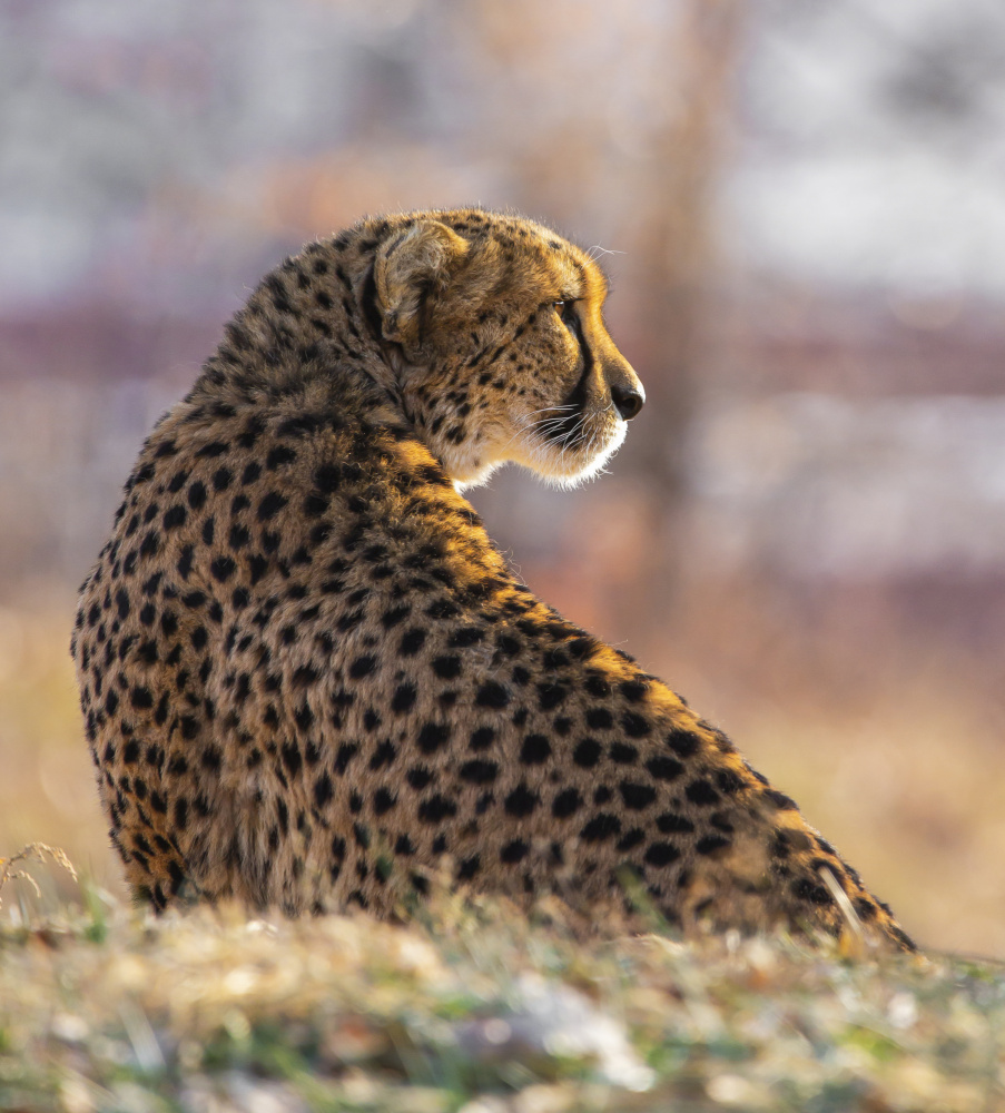 Something Wild von Ozan AKTAS