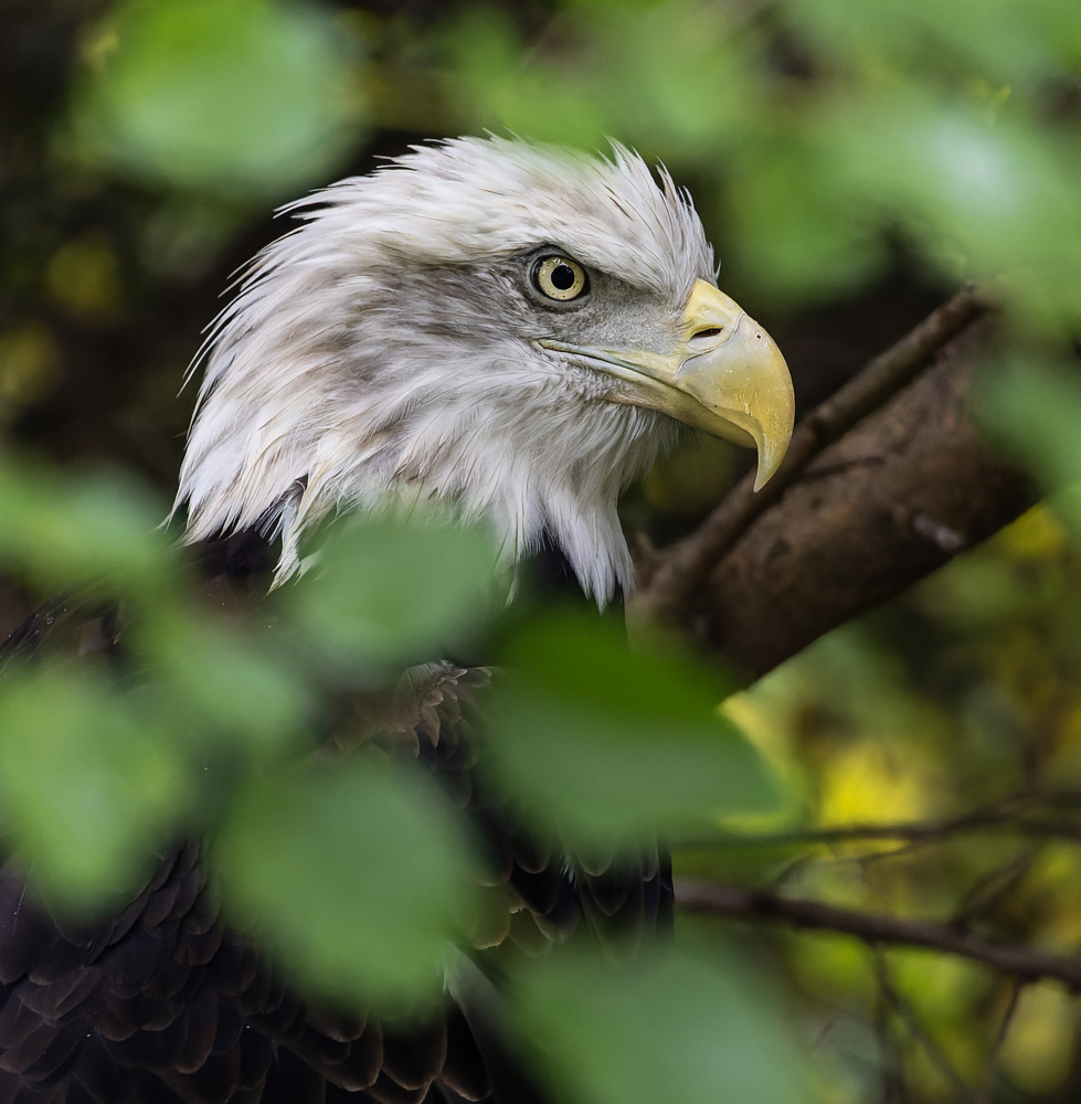 Power and Elegance von Ozan AKTAS