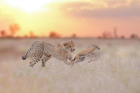 Cheetah hunting a gazelle