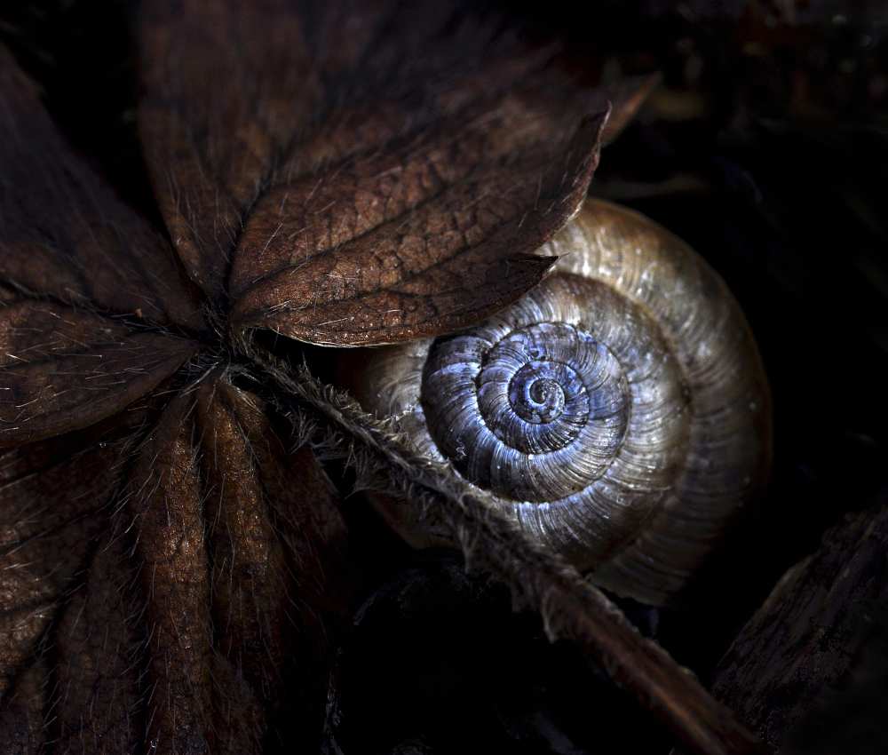 wild strawberry on @ von P r i