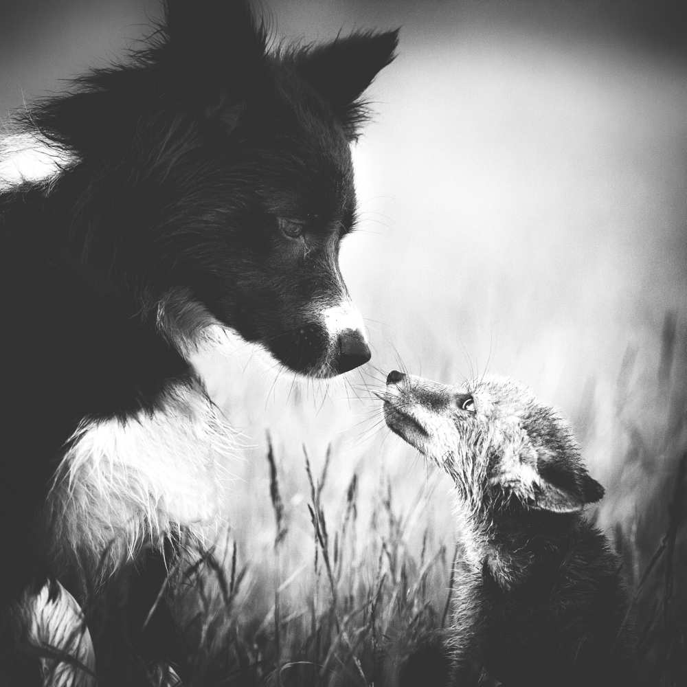 ... First Contact ... von Pali Gerec