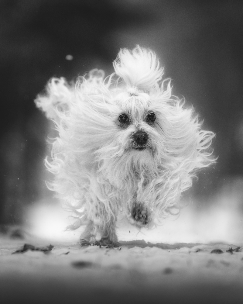 ... run ... von Pali Gerec