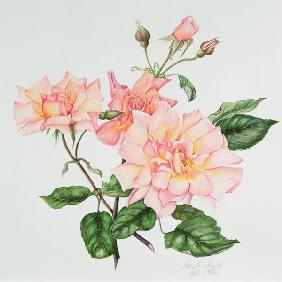 Rosa Compassion, 1996 (w/c on paper) 