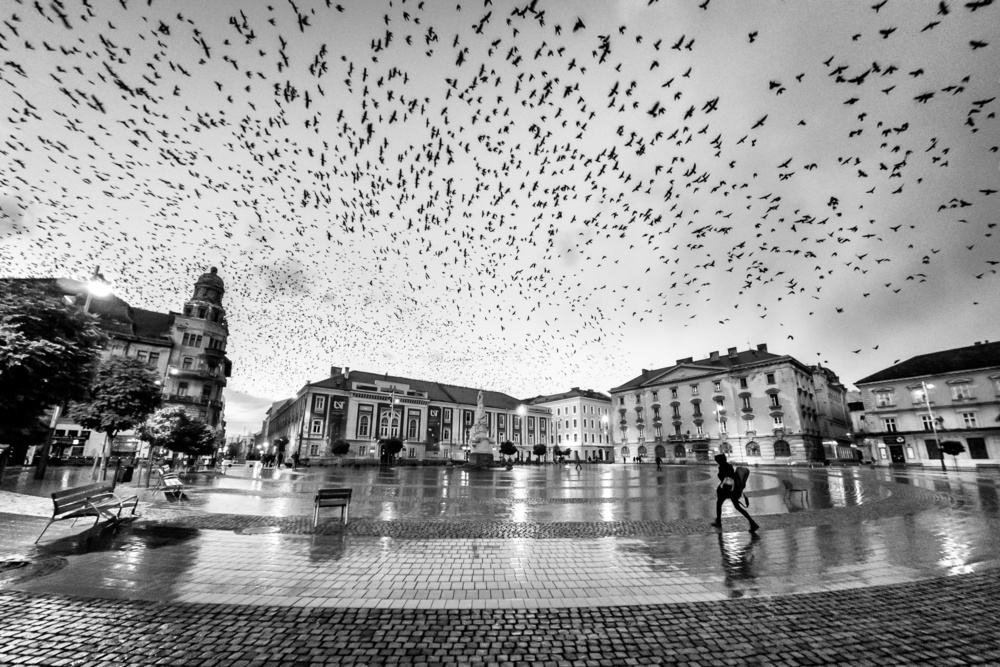 The City of Birds von Panfil Pirvulescu