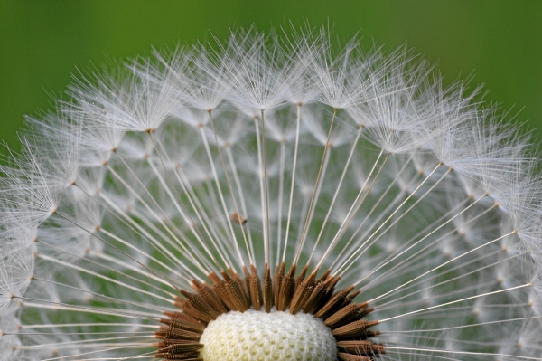 Pusteblume von 