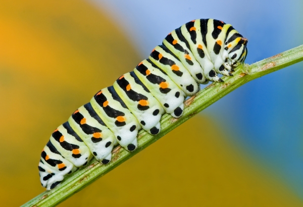 Raupe des Schwalbenschwanzes von 