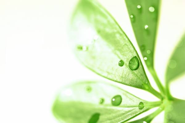 Blatt mit Regentropfen von 