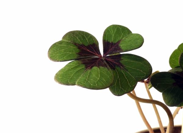 Gaaanz viel Glück von 