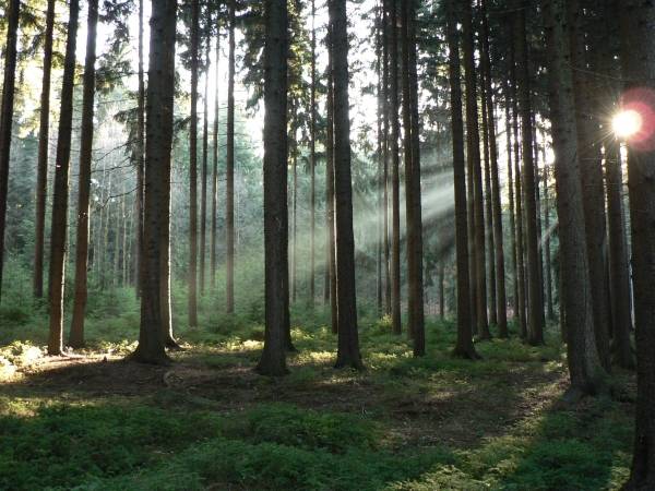 Sonne im Wald von 
