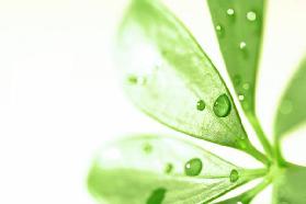 Blatt mit Regentropfen