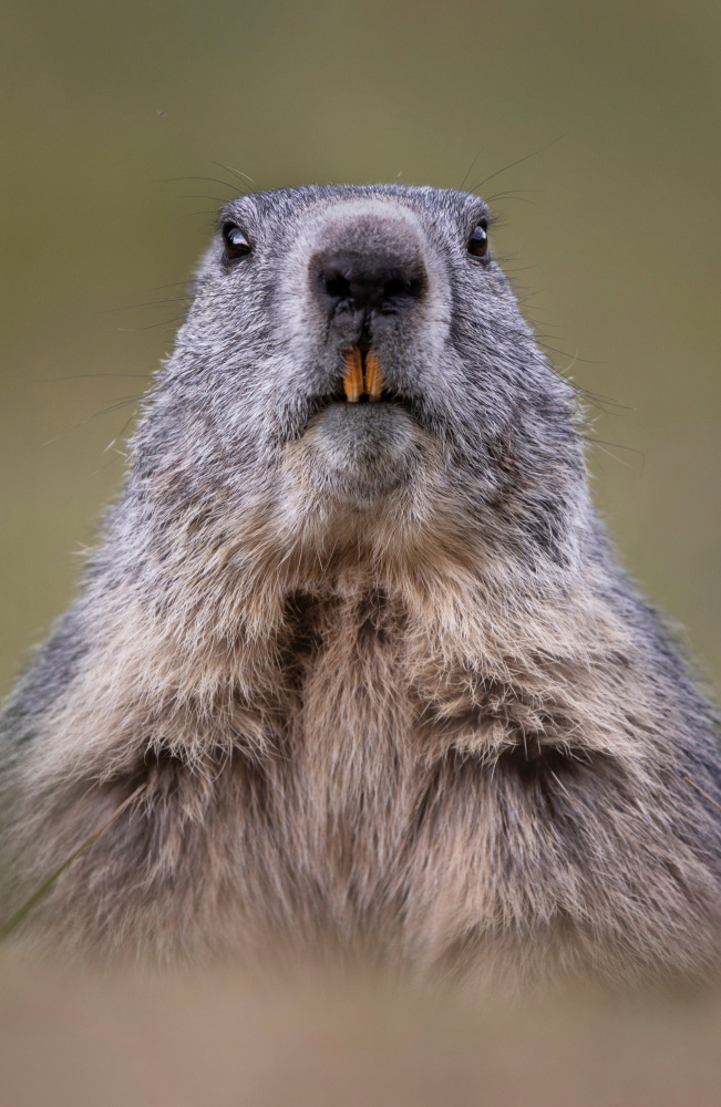 Eye to eye von Paolo Bolla