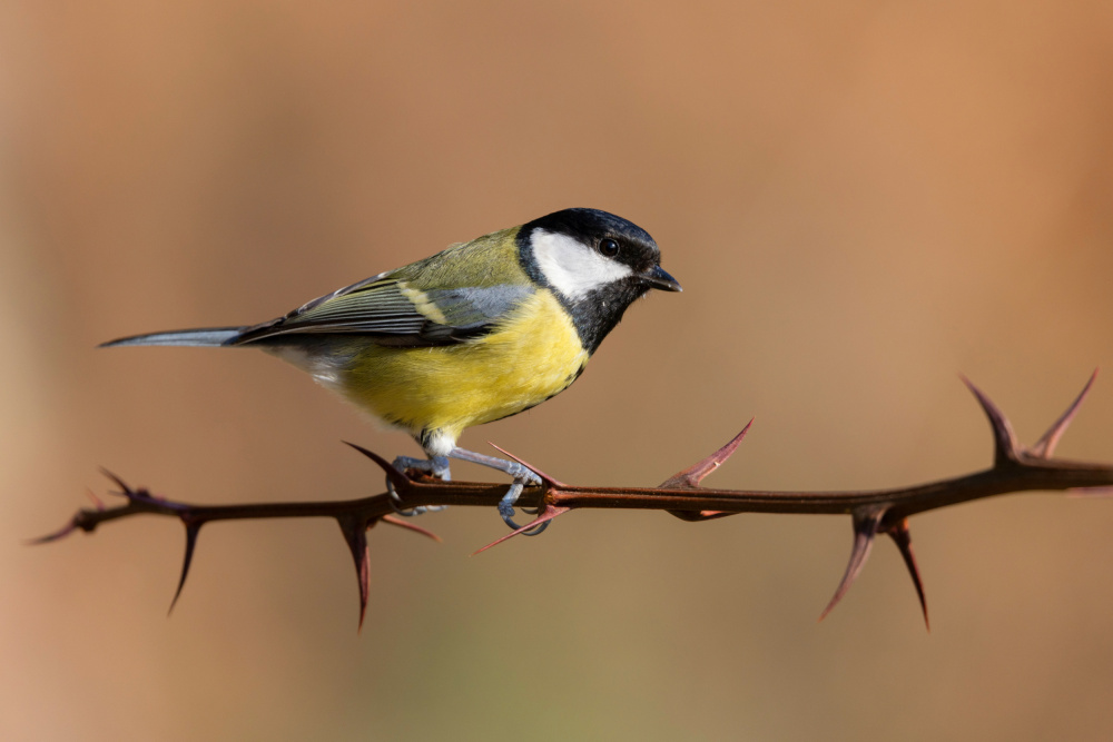 Great Tit von Paolo Bolla