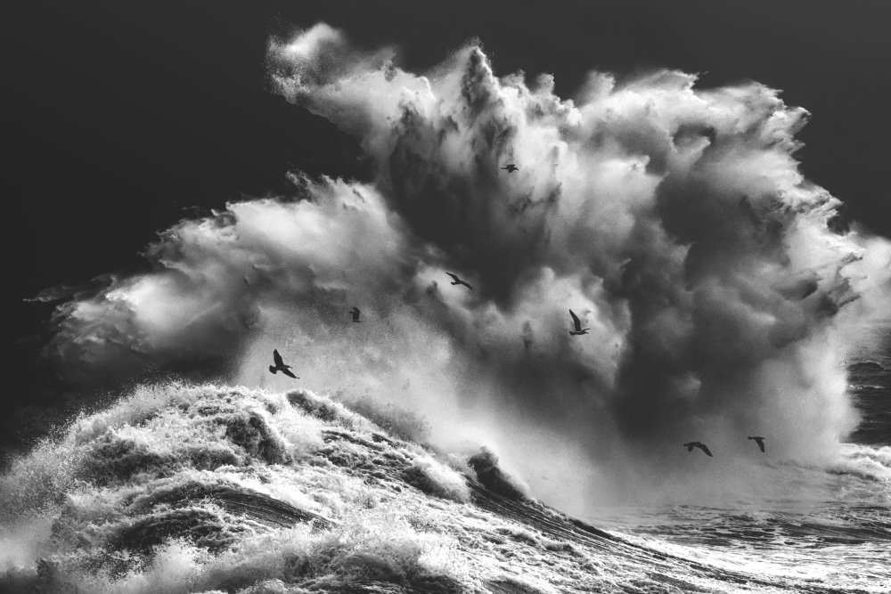 BIRDS IN THE STORM (Part 11) von Paolo Lazzarotti