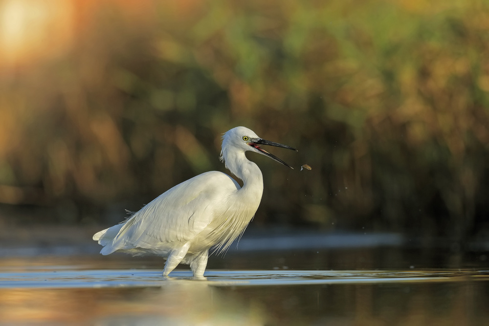 Al...volo! von Paolo Piccolino