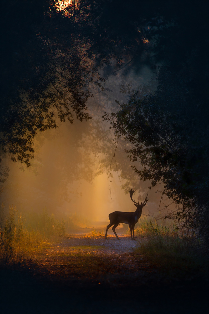 "New Gold Dream" von Paolo Stoppani