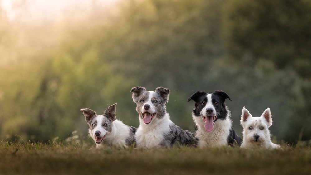 The Pack von Papp Csaba Gergő