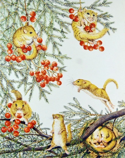Dormouse House Party von Pat  Scott