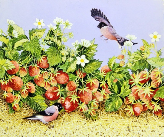 Strawberry Delight von Pat  Scott