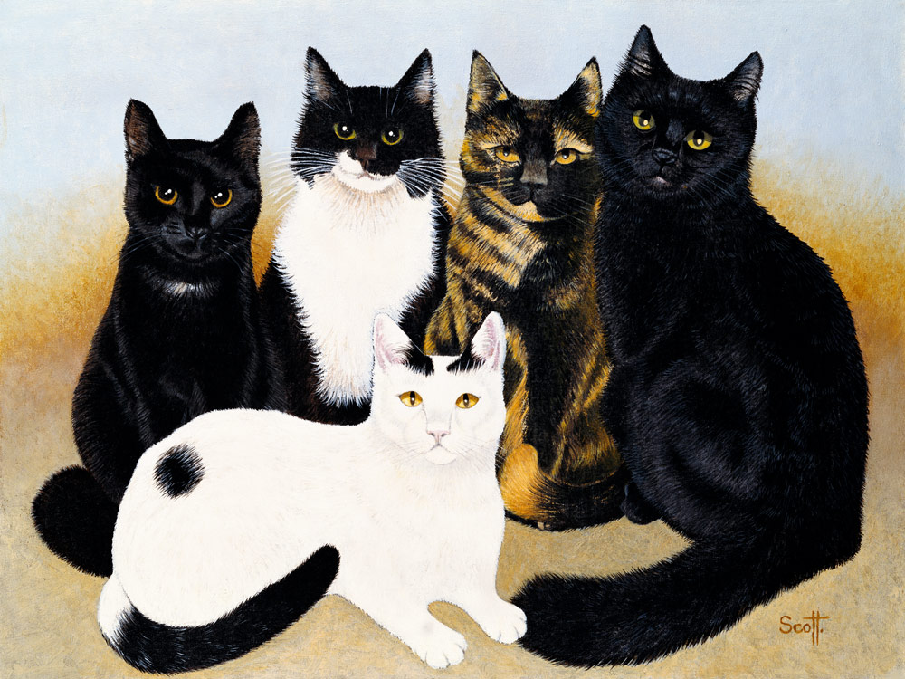 Miss Cox''s Cats  von Pat  Scott