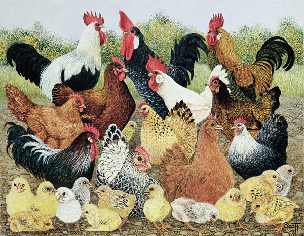 Something to Crow About  von Pat  Scott