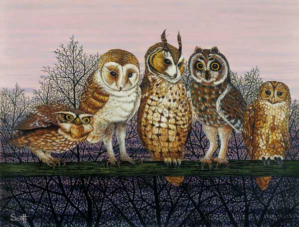 Tu-whit Tu-whooing  von Pat  Scott