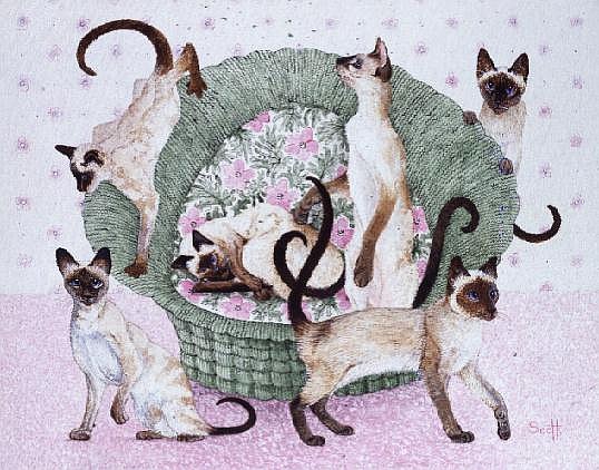 We are Siamese if you please  von Pat  Scott