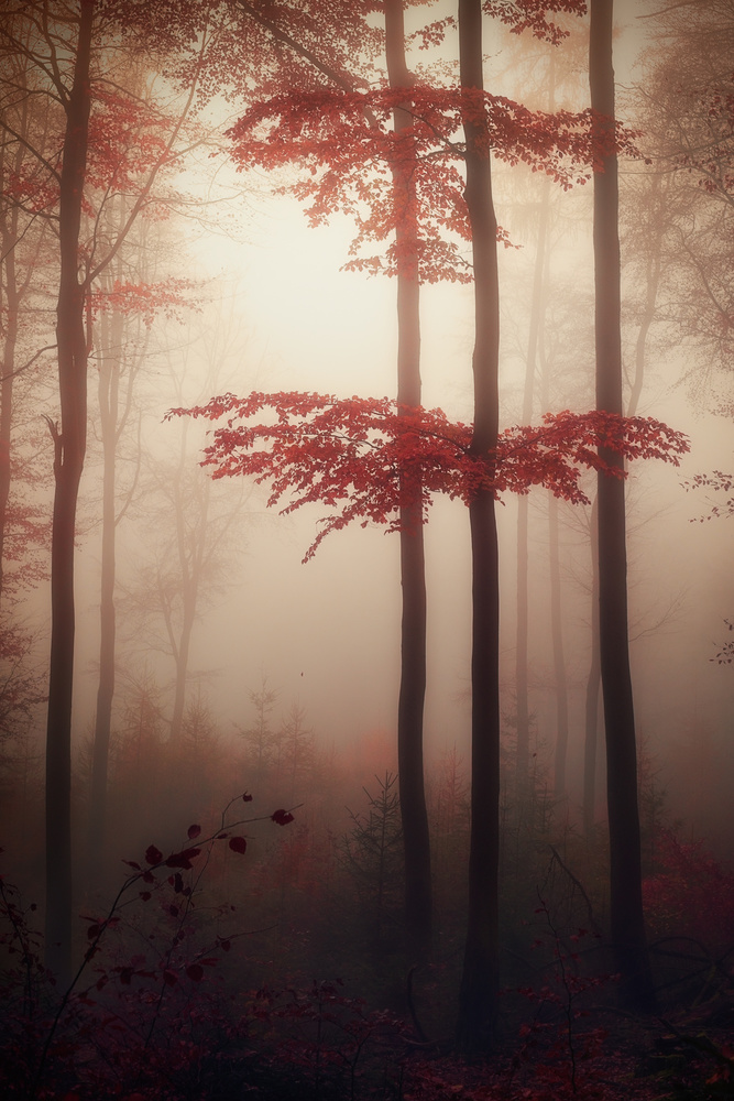 Autumn light von Patrick Aurednik