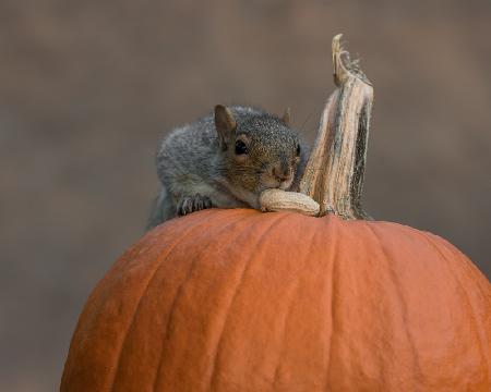 Squirrel Skippy 2e mouvement en citrouille mineure