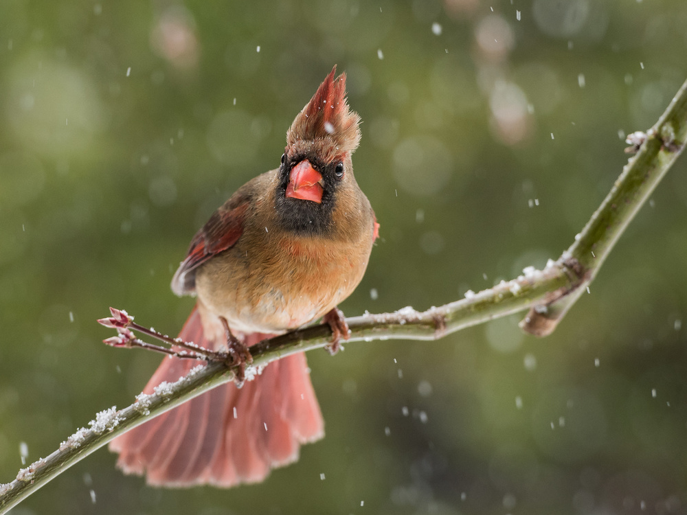 Snow...again! von Patrick Dessureault