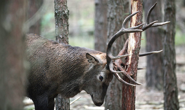 Hirschbrunft im Wildpark Schorfheide von Patrick Pleul