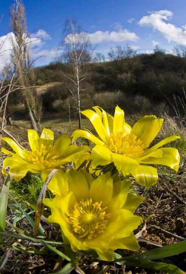 Adonisröschen beginnen zu blühen von Patrick Pleul