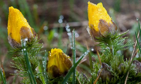 Adonisröschen blühen wieder von Patrick Pleul