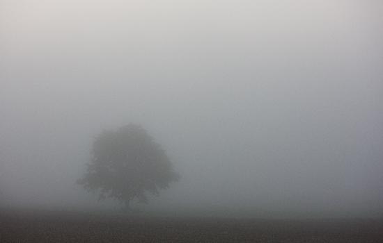 Baum im Nebel von Patrick Pleul