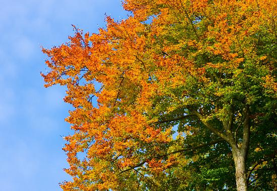 Buche mit buntem Herbstlaub von Patrick Pleul